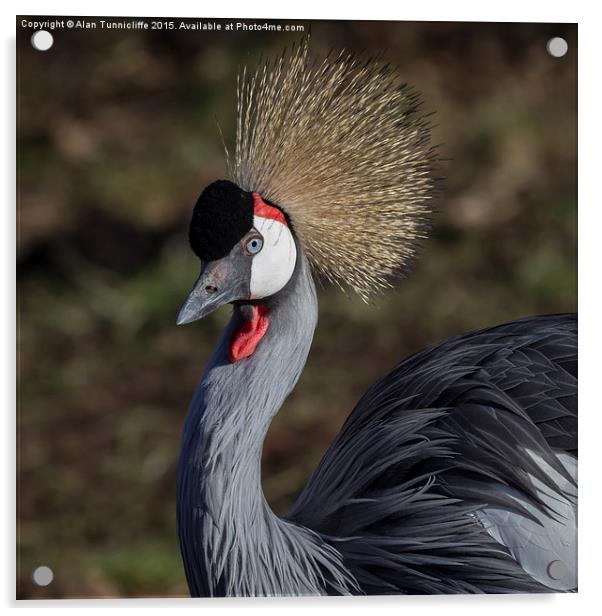  Grey crowned crane Acrylic by Alan Tunnicliffe