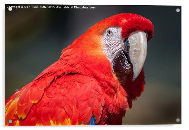  Scarlet Macaw Acrylic by Alan Tunnicliffe