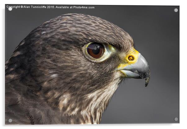  Hybrid falcon Acrylic by Alan Tunnicliffe