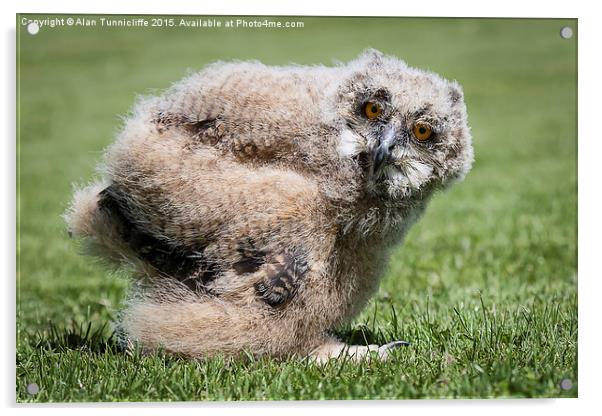  1 month old eagle owl chick Acrylic by Alan Tunnicliffe