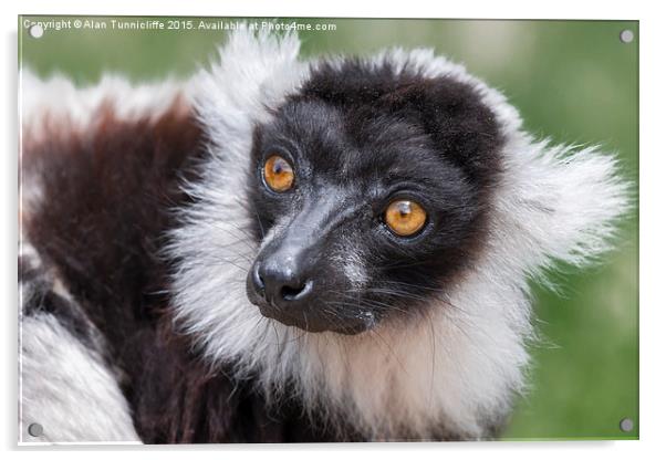  Ruffed Lemur Acrylic by Alan Tunnicliffe