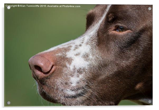  Dog Portrait Acrylic by Alan Tunnicliffe