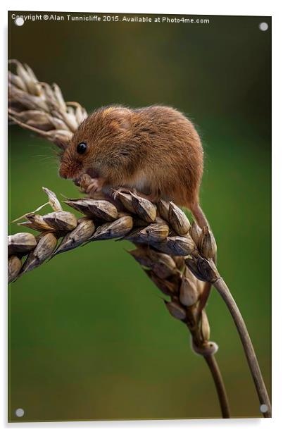  Harvest mouse Acrylic by Alan Tunnicliffe