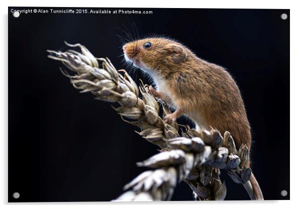  Harvest mouse Acrylic by Alan Tunnicliffe