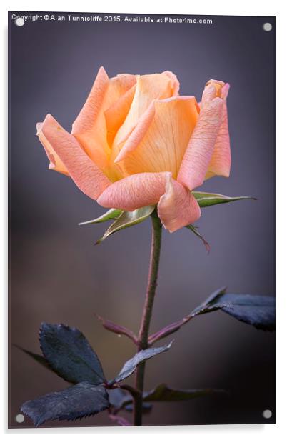  Single rose bloom Acrylic by Alan Tunnicliffe