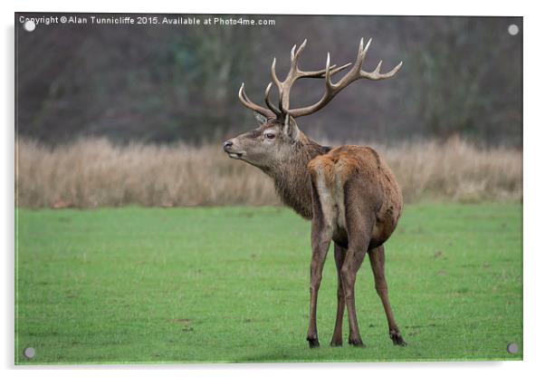  Imperial Red Deer Stag Acrylic by Alan Tunnicliffe