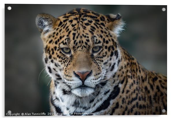 Jaguar Portrait Acrylic by Alan Tunnicliffe