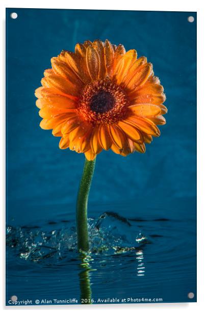 Water daisy Acrylic by Alan Tunnicliffe