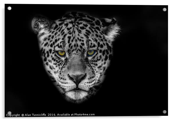 Jaguar Portrait Acrylic by Alan Tunnicliffe