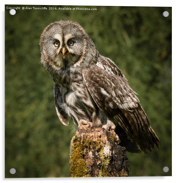 Great Grey owl Acrylic by Alan Tunnicliffe