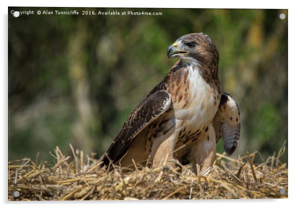 Red tailed hawk Acrylic by Alan Tunnicliffe