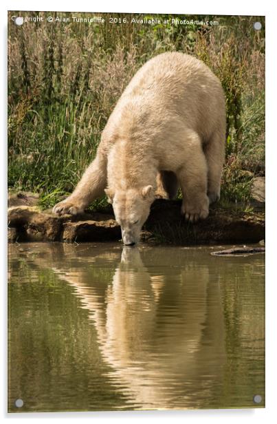 Polar bear Acrylic by Alan Tunnicliffe