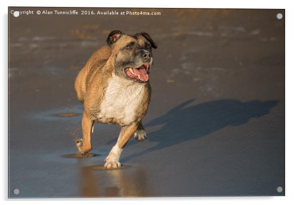 Staffordshire Bull Terrier Acrylic by Alan Tunnicliffe