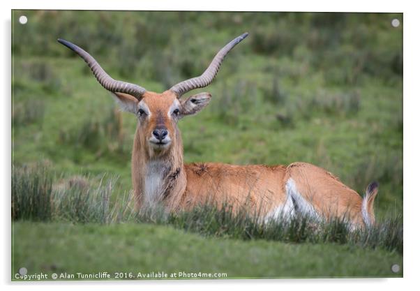 Red lechwe Acrylic by Alan Tunnicliffe