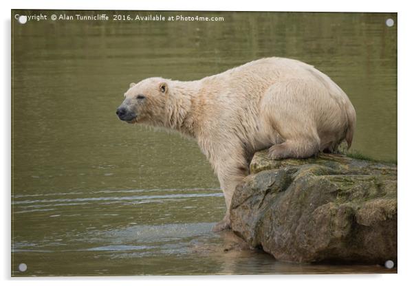 Polar Bear Acrylic by Alan Tunnicliffe