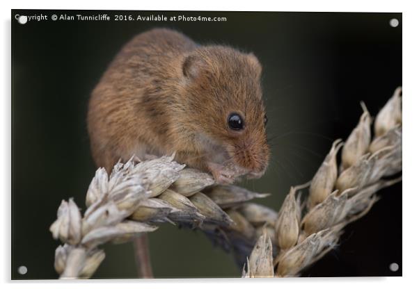 Harvest mouse Acrylic by Alan Tunnicliffe