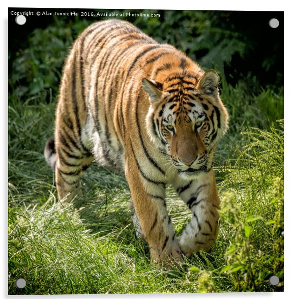 Amur Tiger Acrylic by Alan Tunnicliffe