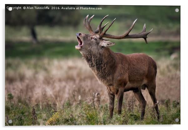 Royal red deer stag Acrylic by Alan Tunnicliffe