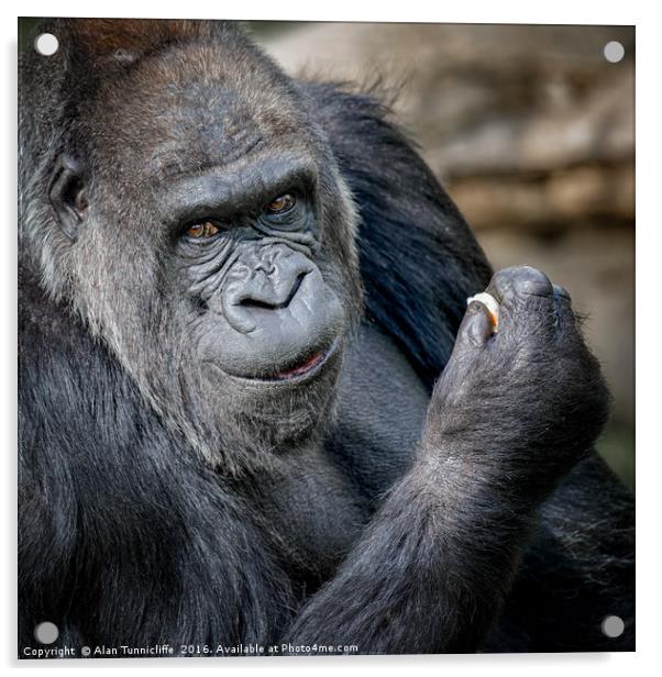 Silver back gorilla Acrylic by Alan Tunnicliffe