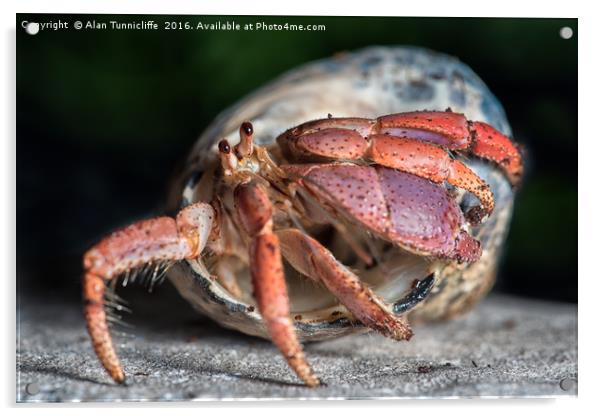 Hermit crab Acrylic by Alan Tunnicliffe