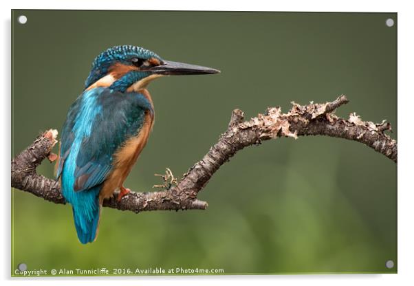 Male kingfisher Acrylic by Alan Tunnicliffe