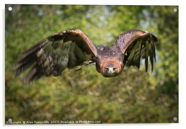 Golden eagle Acrylic by Alan Tunnicliffe