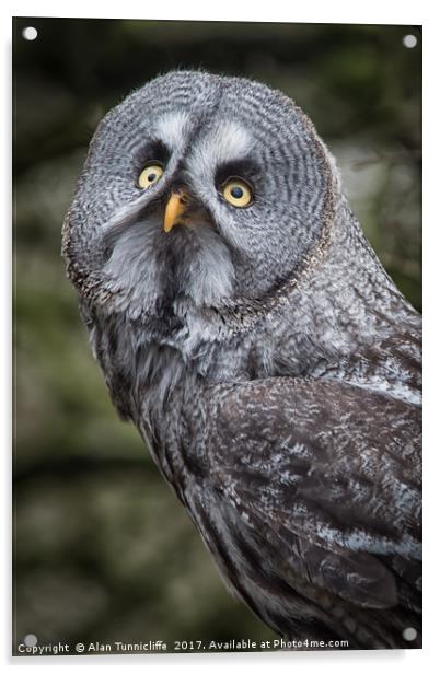 Great grey owl Acrylic by Alan Tunnicliffe