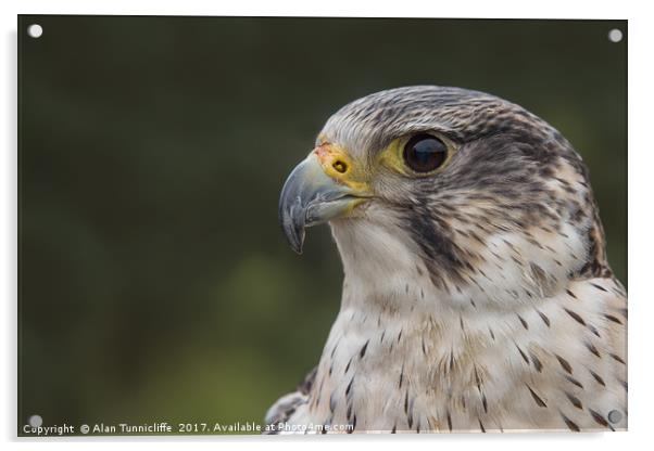 Falcon Acrylic by Alan Tunnicliffe