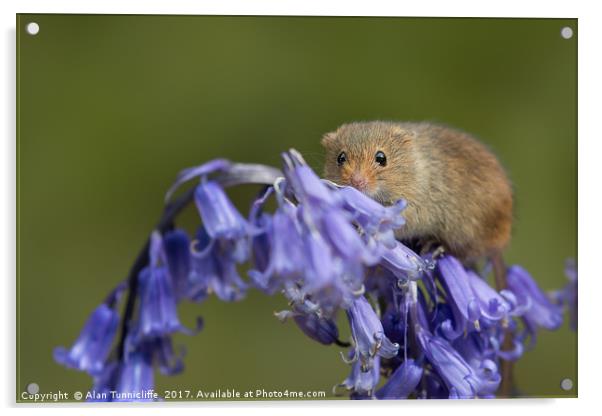 Harvest mouse on bluebells Acrylic by Alan Tunnicliffe