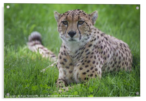 Cheetah Acrylic by Alan Tunnicliffe