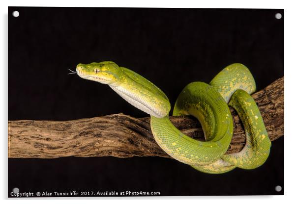 Green Tree Python Acrylic by Alan Tunnicliffe