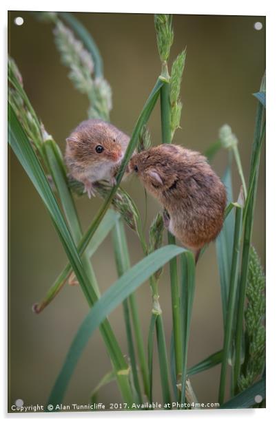Harvest mice playing Acrylic by Alan Tunnicliffe