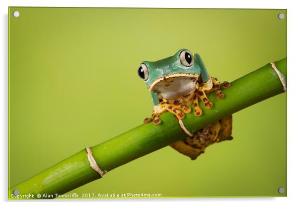 Super Tiger Leg Monkey Tree Frog Acrylic by Alan Tunnicliffe