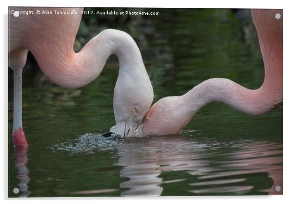 Feeding flamingos Acrylic by Alan Tunnicliffe