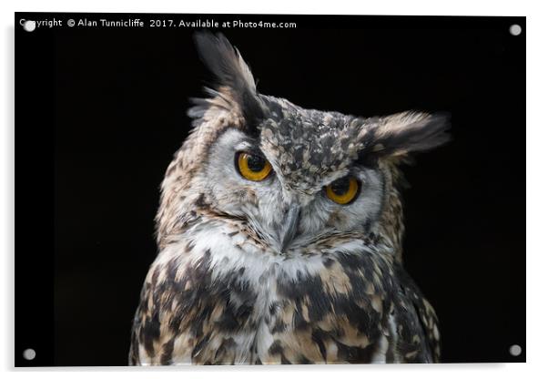 Eagle owl Acrylic by Alan Tunnicliffe