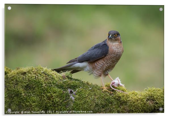 Male sparrowhawk Acrylic by Alan Tunnicliffe