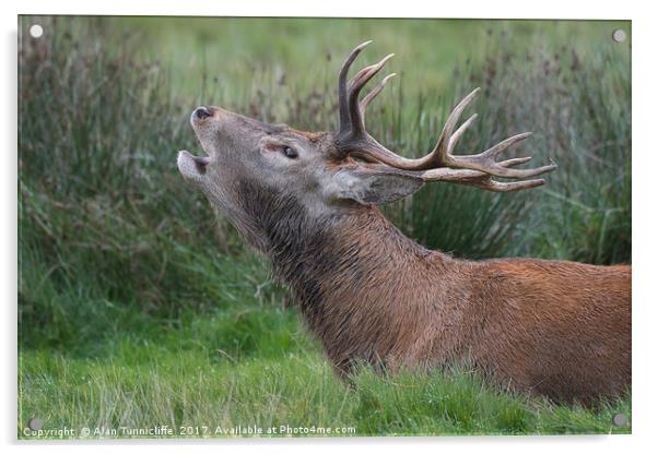 Red deer stag Acrylic by Alan Tunnicliffe