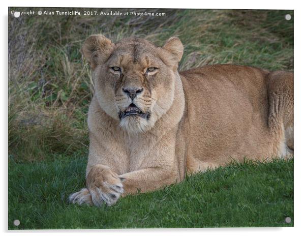 Lioness Acrylic by Alan Tunnicliffe