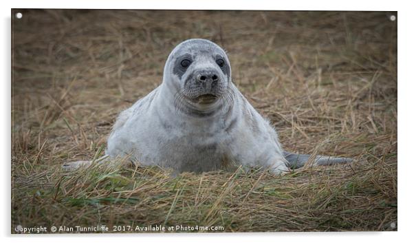 Grey seal pup Acrylic by Alan Tunnicliffe
