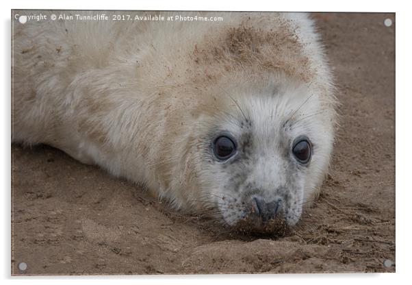 grey seal pup Acrylic by Alan Tunnicliffe