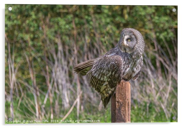 Great grey owl Acrylic by Alan Tunnicliffe