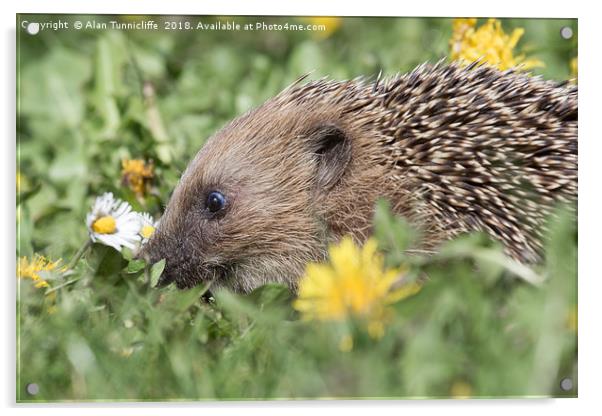 Nosey hedgehog Acrylic by Alan Tunnicliffe