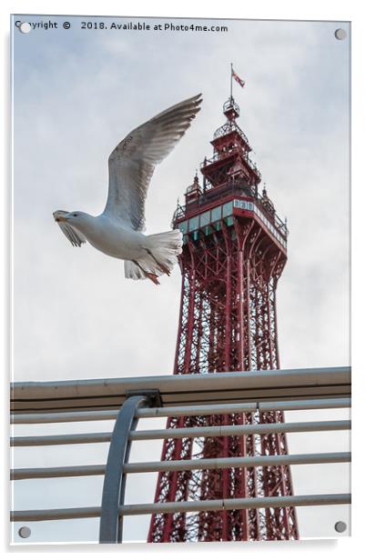 Seagull and Blackpool tower Acrylic by Alan Tunnicliffe