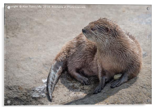 Asian short-clawed otter Acrylic by Alan Tunnicliffe