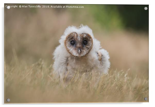 Very young barn owl Acrylic by Alan Tunnicliffe