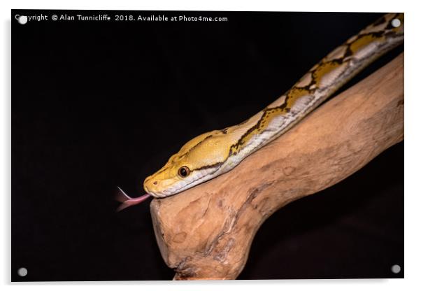 Orange glow reticulated python. (Python reticulatu Acrylic by Alan Tunnicliffe