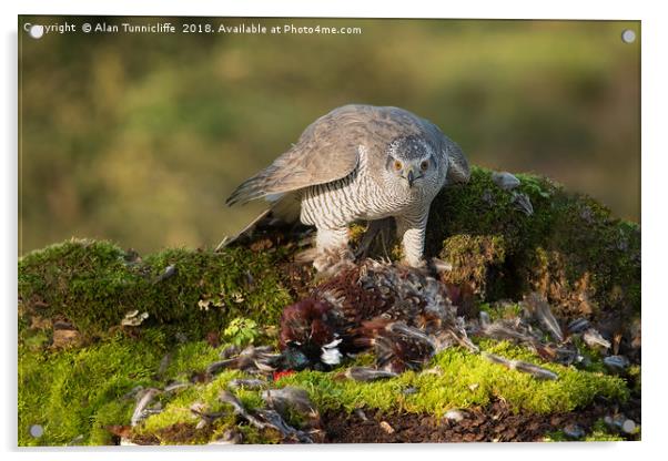 Female goshawk Acrylic by Alan Tunnicliffe