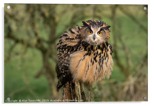 Eagle owl Acrylic by Alan Tunnicliffe