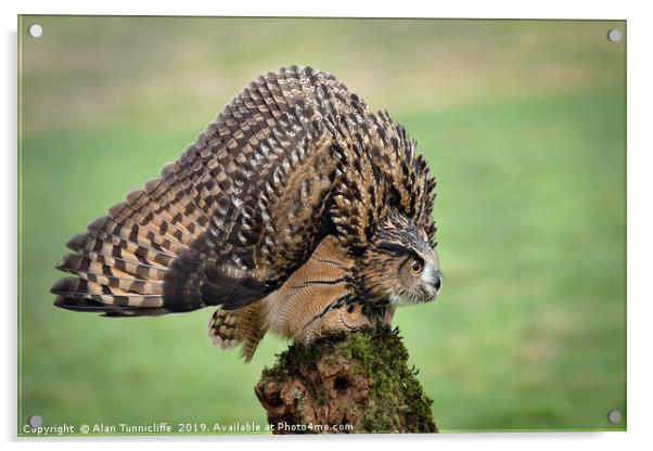 Eurasian eagle owl Acrylic by Alan Tunnicliffe
