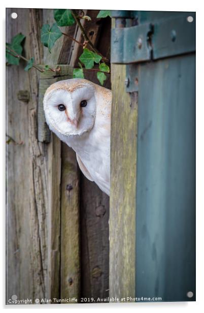 Nosey barn owl Acrylic by Alan Tunnicliffe